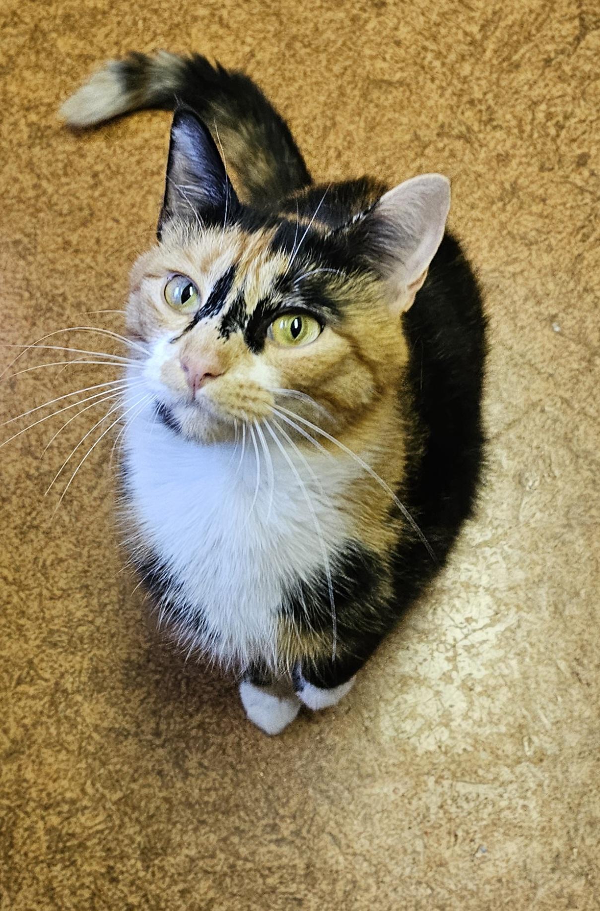 Honey, a ADOPTABLE Domestic Short Hair in Brockport, NY image 1/6