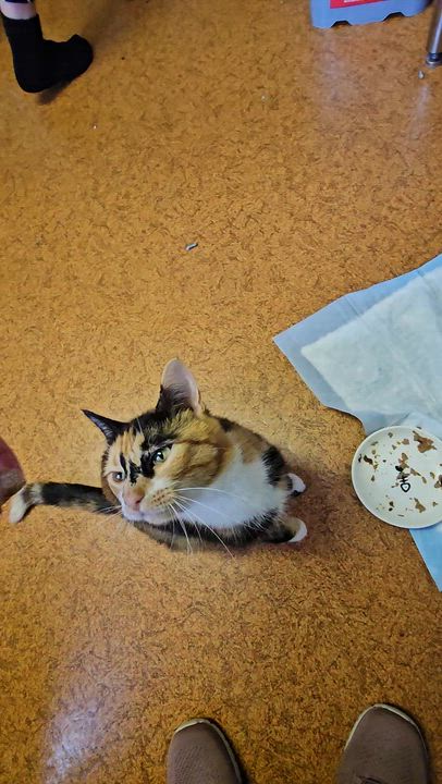 Enlarge Honey, a ADOPTABLE Domestic Short Hair in Brockport, NY video 5/6
