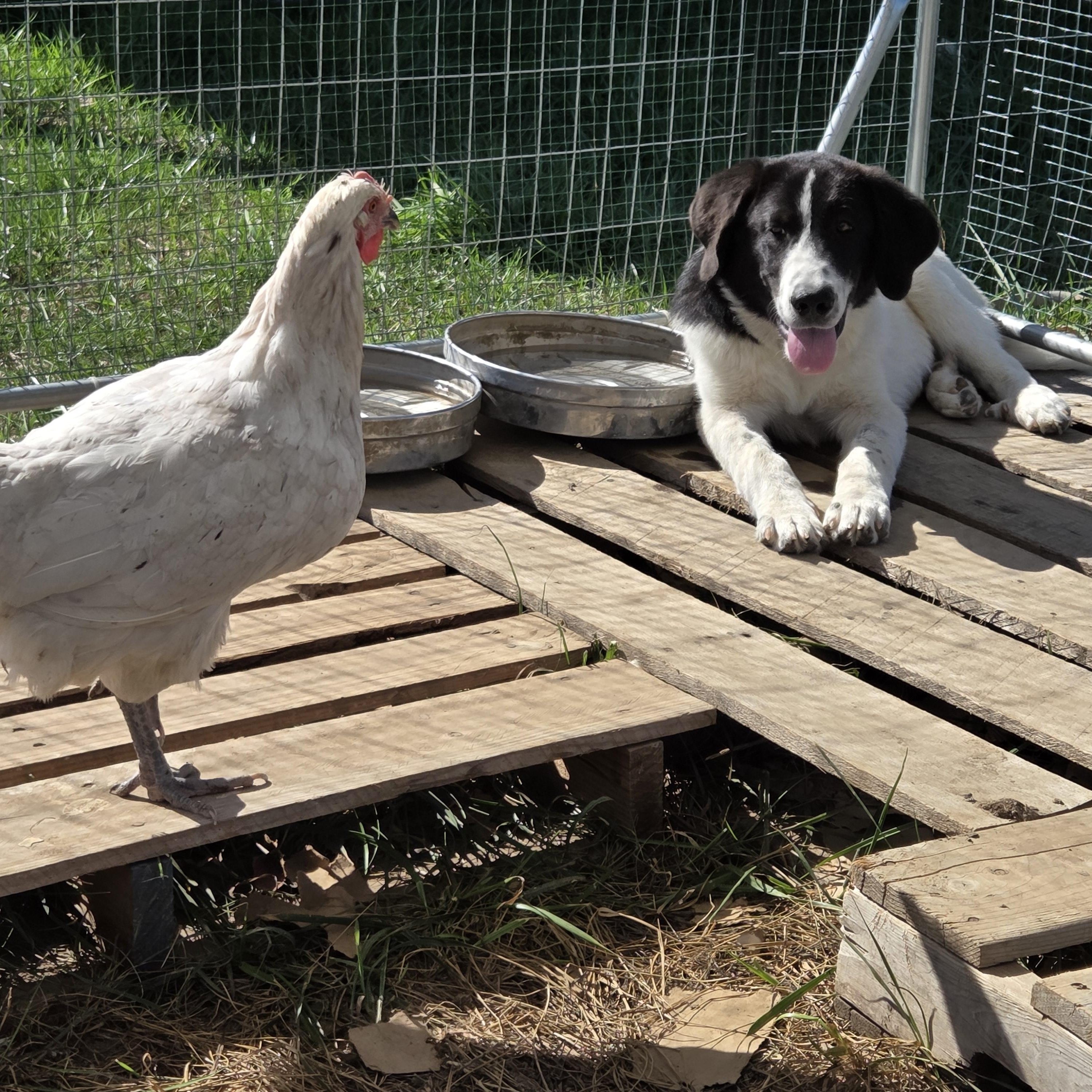 Enlarge Steve, a Adopted mixed breed in Louisburg, KS image 2/6
