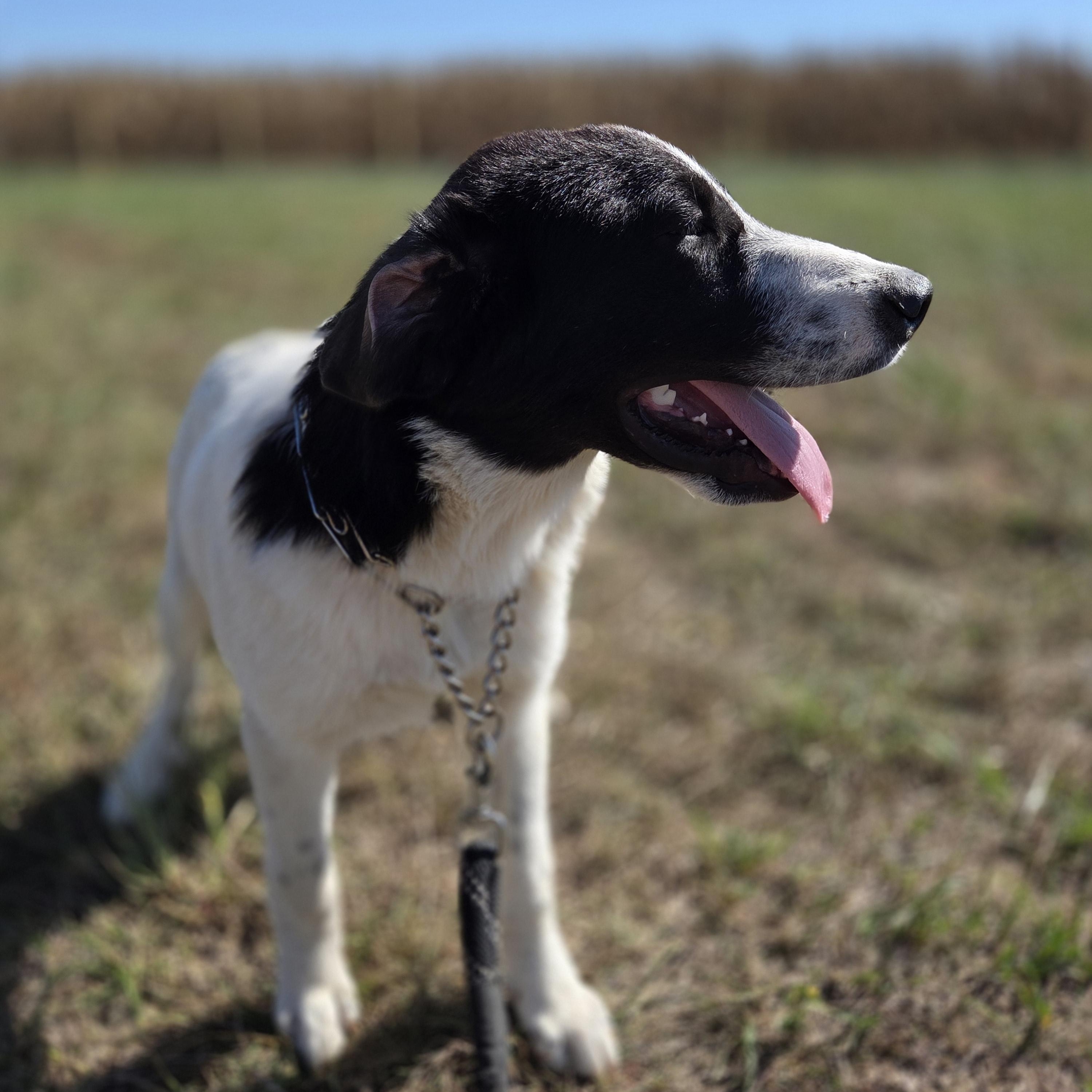 Enlarge Steve, a Adopted mixed breed in Louisburg, KS image 5/6
