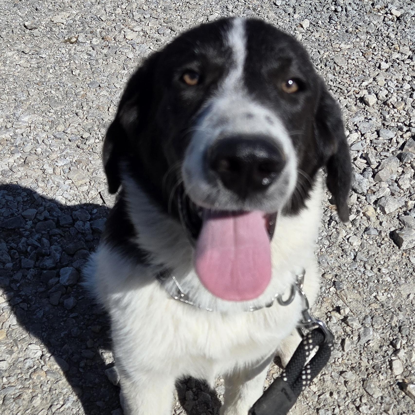 Enlarge Steve, a Adopted mixed breed in Louisburg, KS image 6/6
