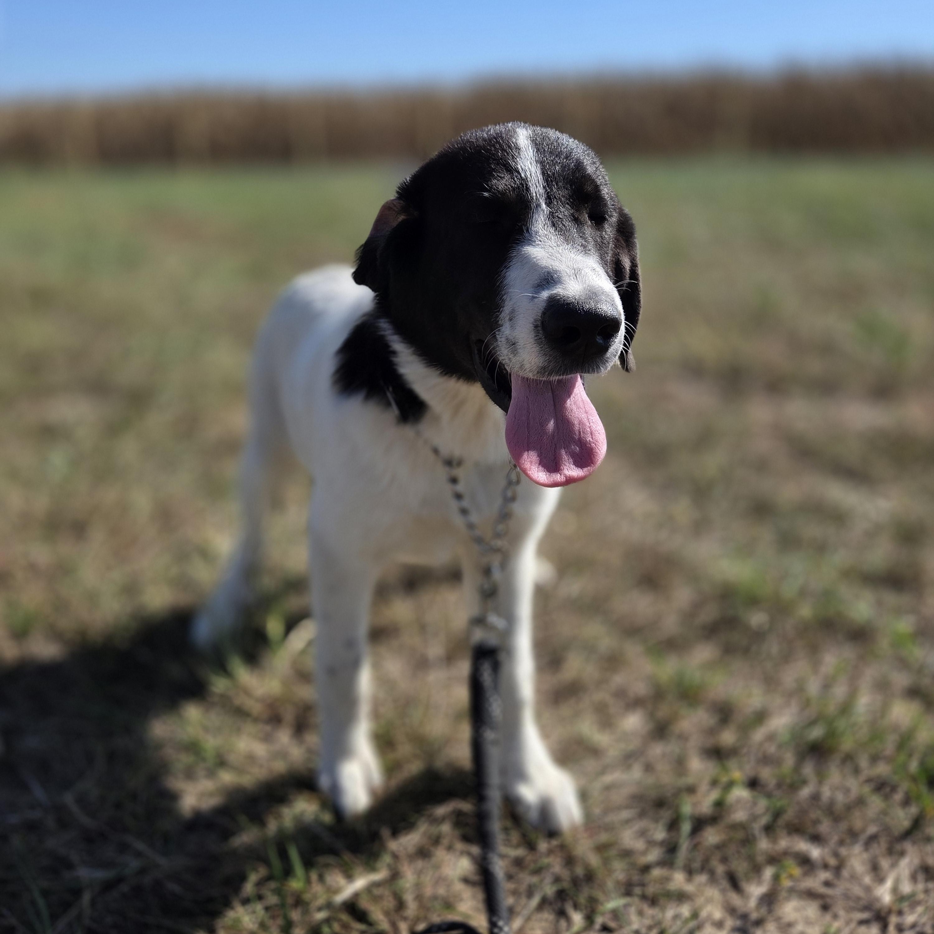 Enlarge Steve, a Adopted mixed breed in Louisburg, KS image 4/6