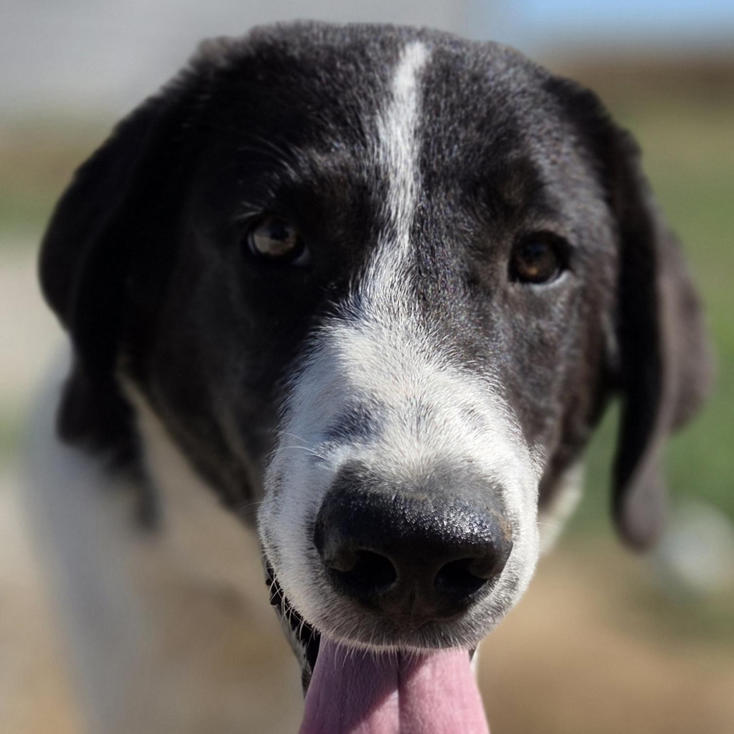 Steve, Adopted, Young Male Anatolian Shepherd & Great Pyrenees.