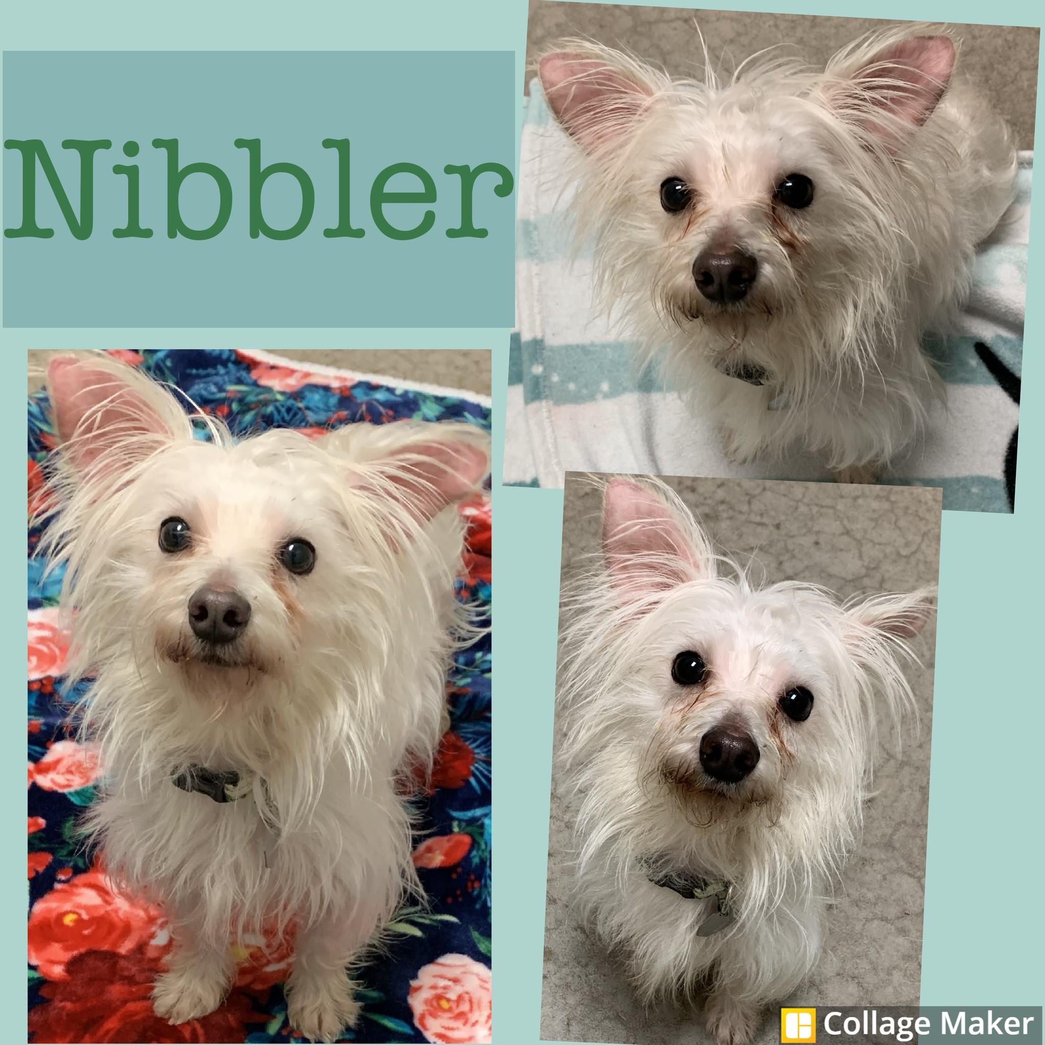 Enlarge Nibbler, a ADOPTABLE mixed breed in Clearfield, PA image 1/1