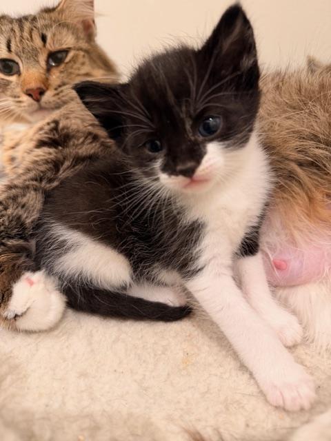 Enlarge Sumo, an adopted Tuxedo in Waxhaw, NC image 1/6