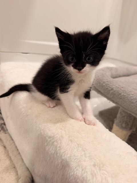 Enlarge Sumo, an adopted Tuxedo in Waxhaw, NC image 5/6