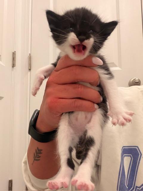 Enlarge Sumo, an adopted Tuxedo in Waxhaw, NC image 4/6