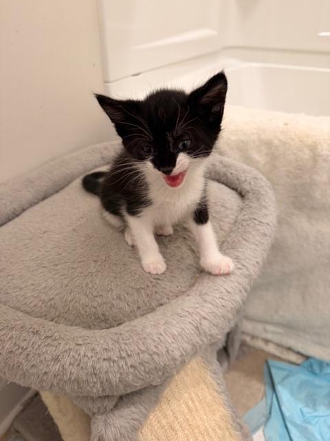Enlarge Sumo, an adopted Tuxedo in Waxhaw, NC image 2/6