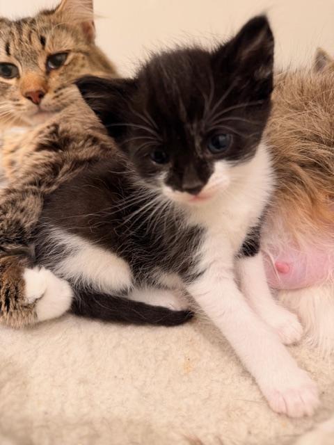 Enlarge Sumo, an adopted Tuxedo in Waxhaw, NC image 6/6