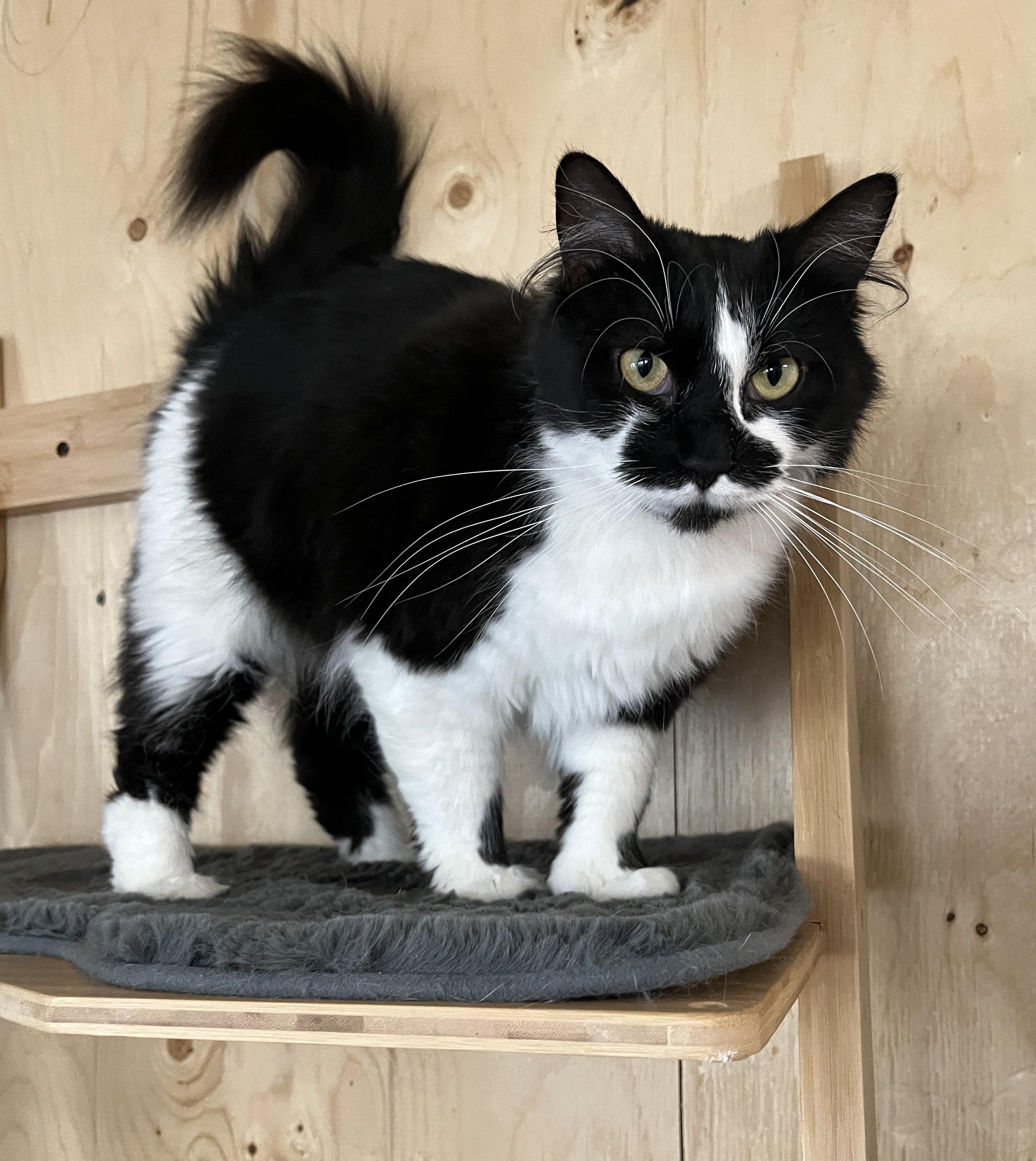 Enlarge BRINDILLE (CR/SC), an adopted Domestic Medium Hair in Sainte-Angele-de-Monnoir, QC image 3/6