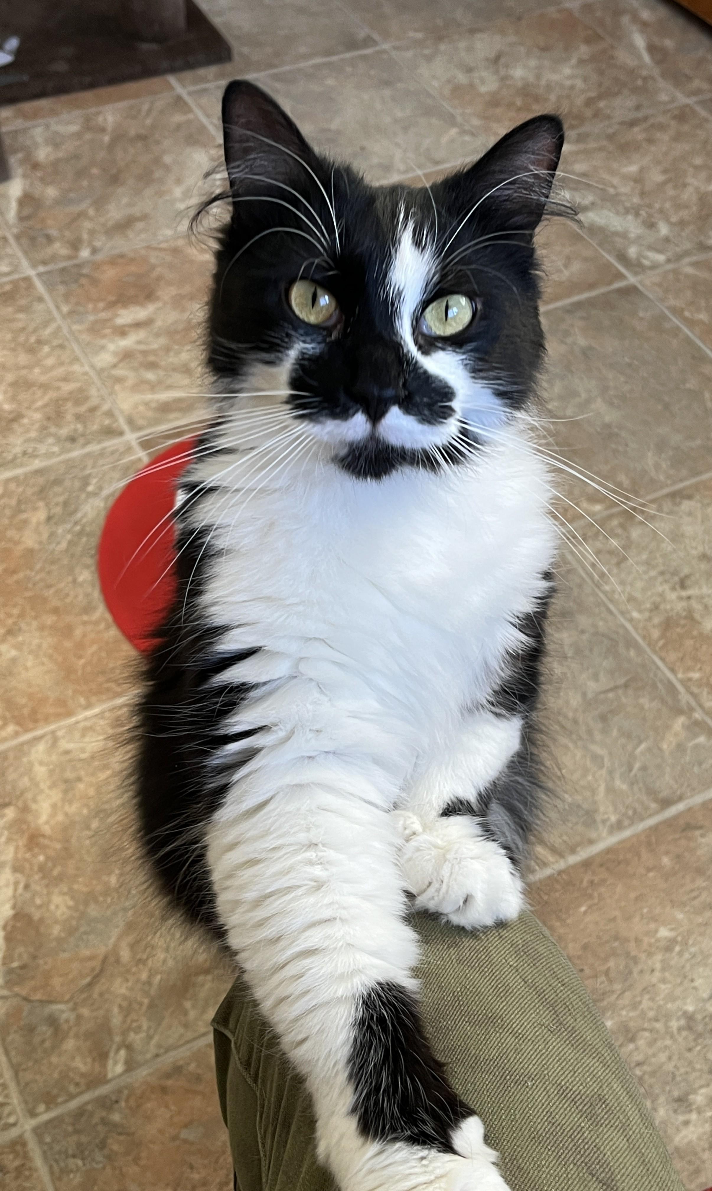 Enlarge BRINDILLE (CR/SC), an adopted Domestic Medium Hair in Sainte-Angele-de-Monnoir, QC image 2/6