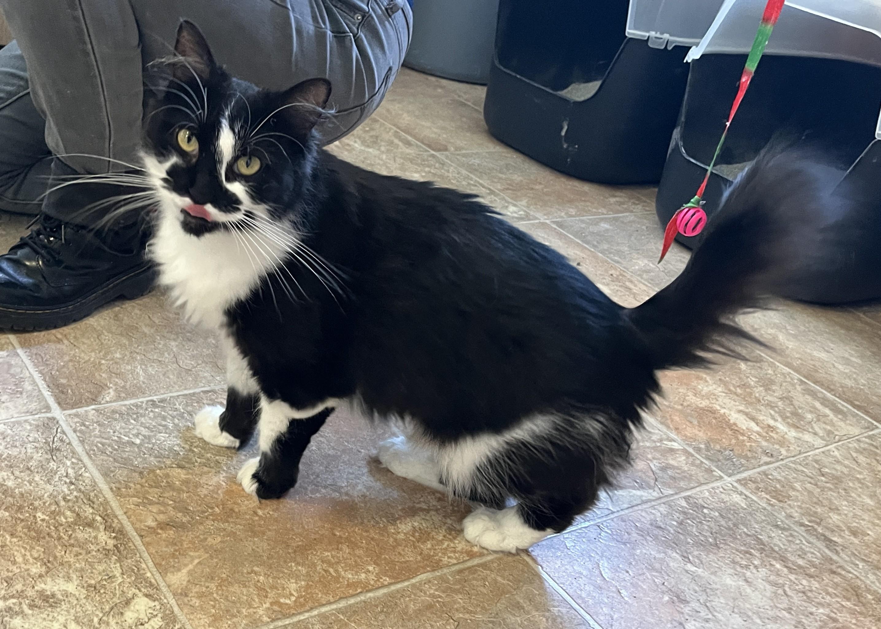 Enlarge BRINDILLE (CR/SC), an adopted Domestic Medium Hair in Sainte-Angele-de-Monnoir, QC image 5/6