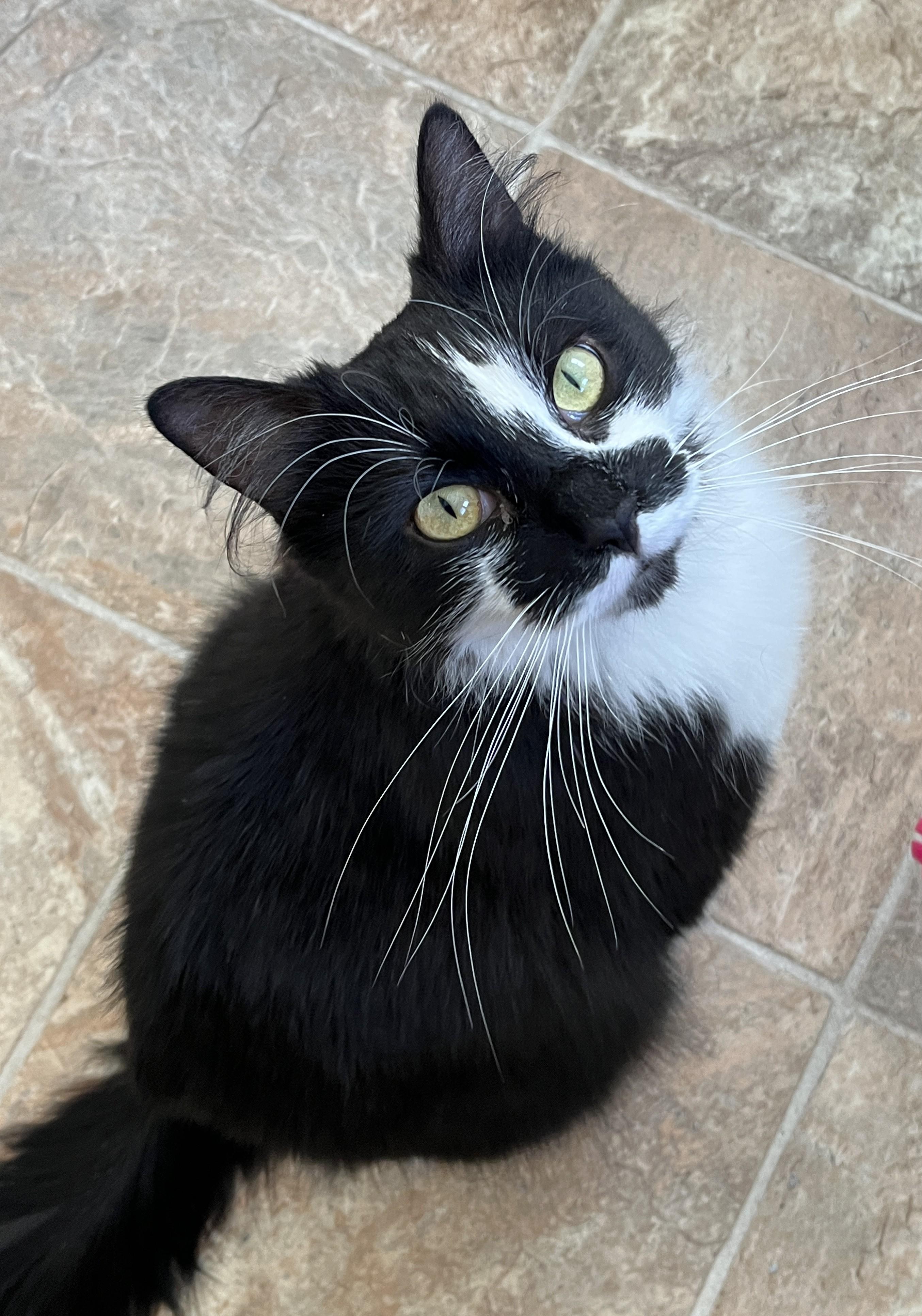 BRINDILLE (CR/SC), adopted, Adult Female Domestic Medium Hair.