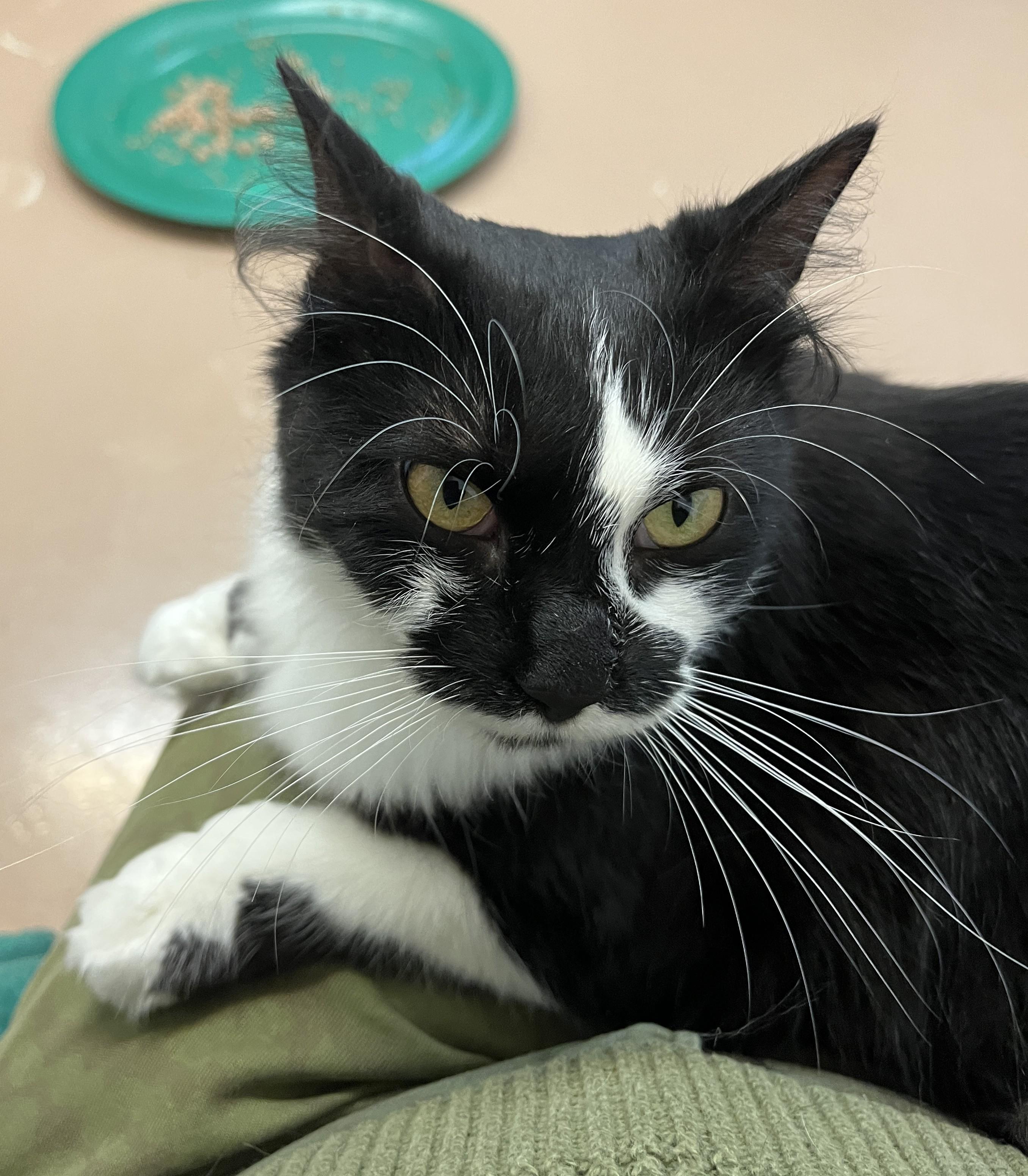 Enlarge BRINDILLE (CR/SC), an adopted Domestic Medium Hair in Sainte-Angele-de-Monnoir, QC image 4/6