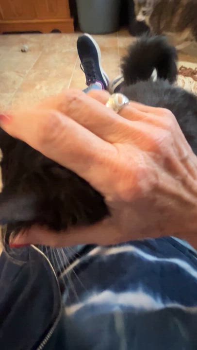 Enlarge BRINDILLE (CR/SC), an adopted Domestic Medium Hair in Sainte-Angele-de-Monnoir, QC video 6/6