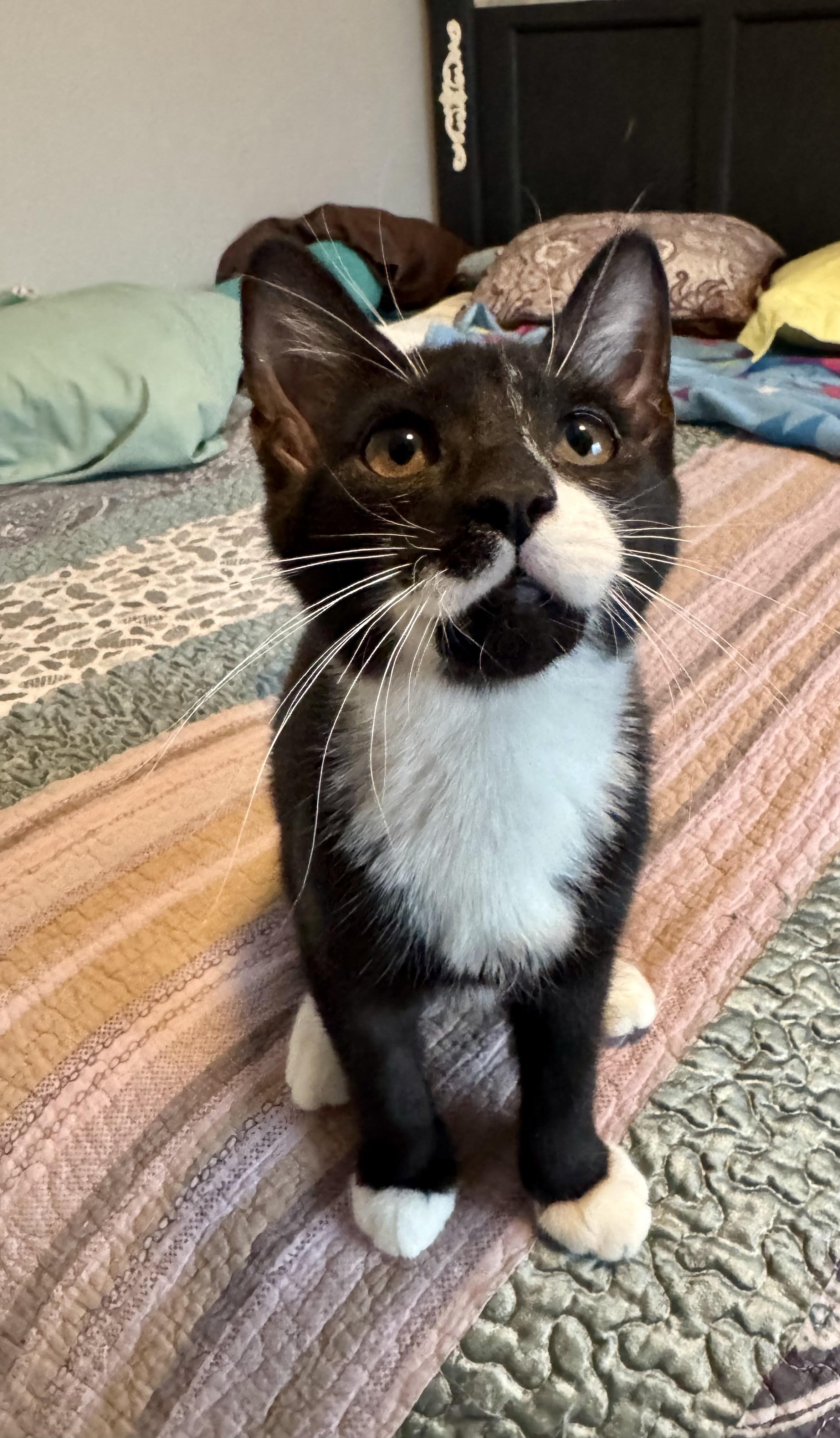 Enlarge KitCat, a Adopted Domestic Medium Hair in Wasilla, AK image 1/1