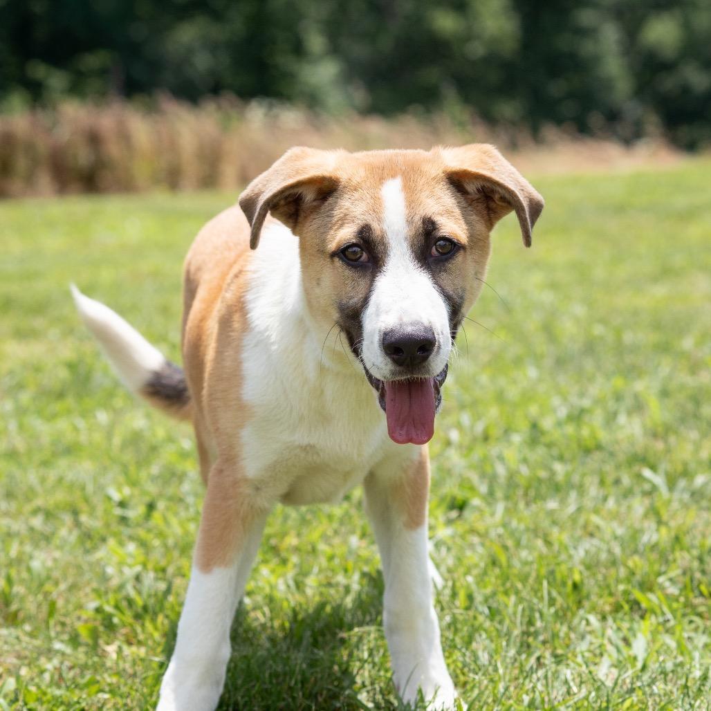 Atlas, Adoptable, Young Male Shepherd.