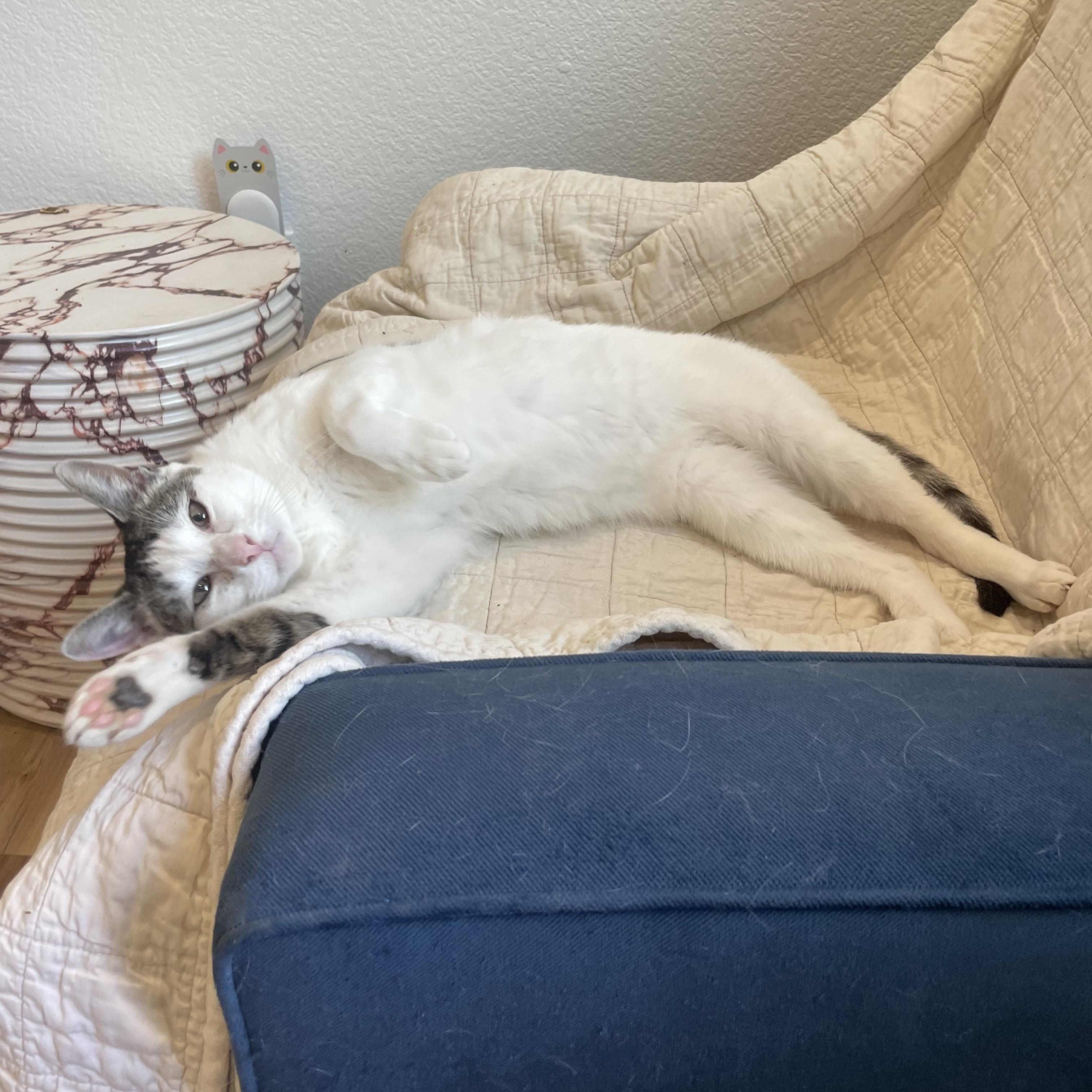 Enlarge Guppy, a ADOPTABLE mixed breed in Lodi, CA image 2/2