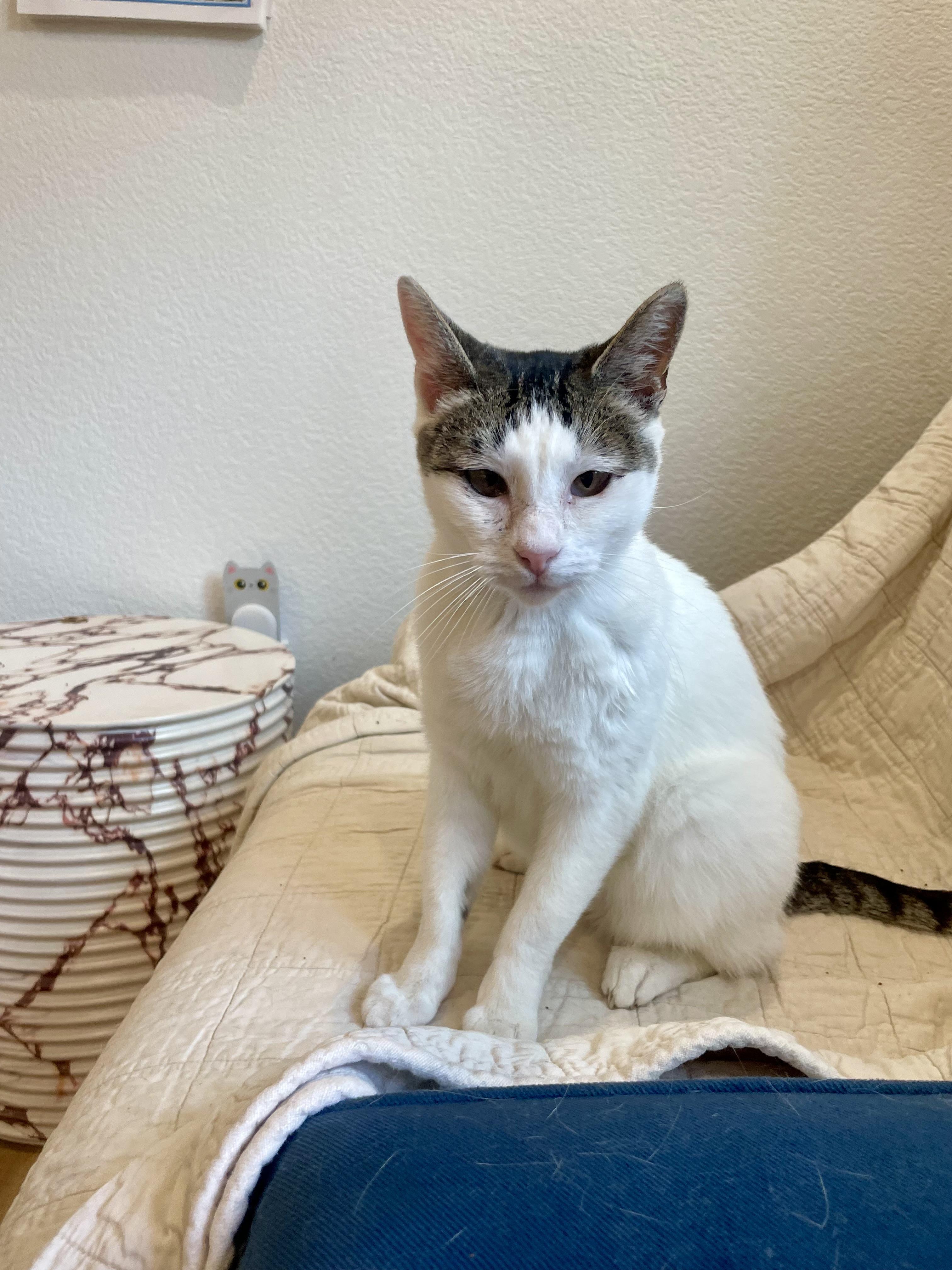 Enlarge Guppy, a ADOPTABLE mixed breed in Lodi, CA image 1/2