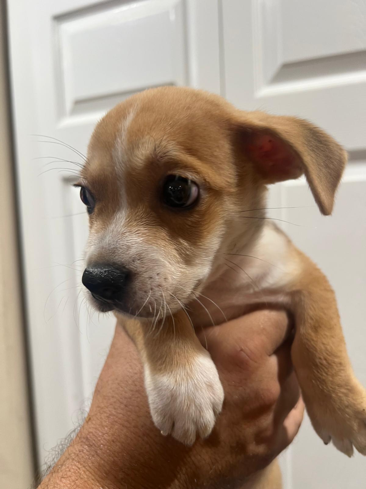 NUGGET, Adopted, Puppy Male Terrier.
