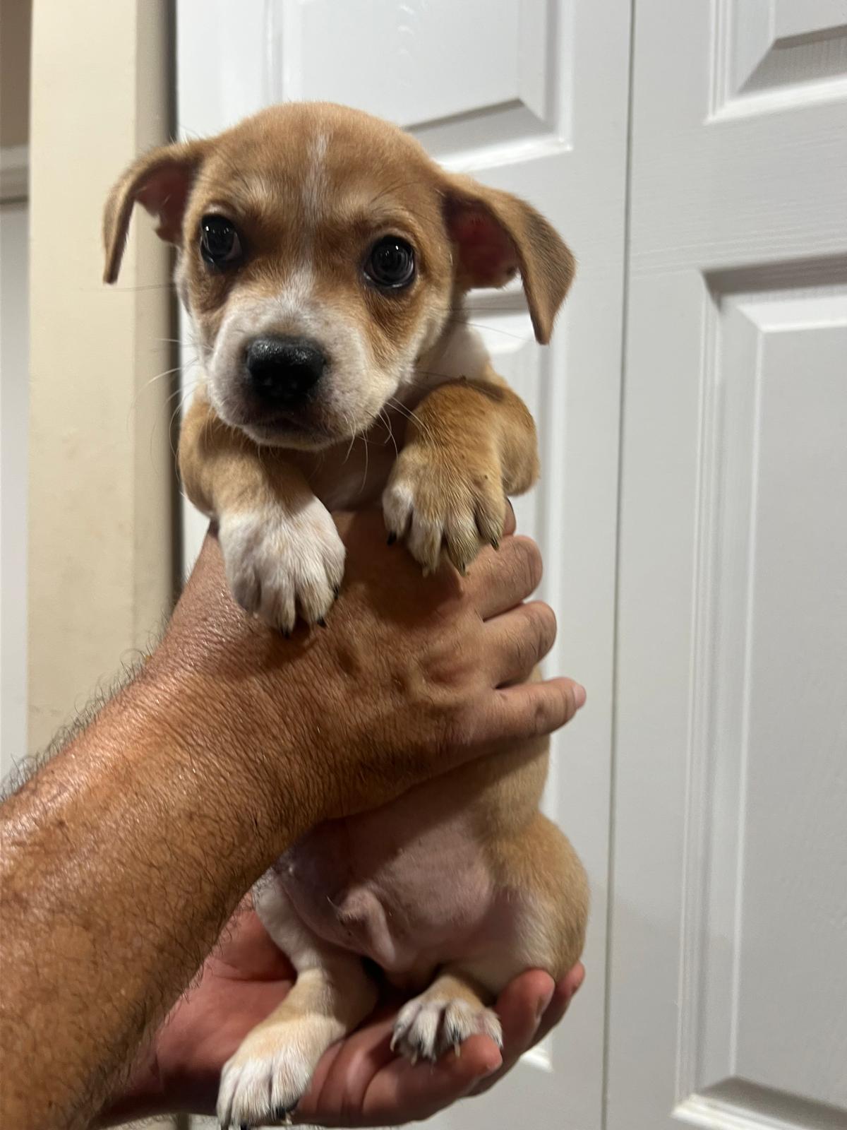 Enlarge NUGGET, a Adopted Terrier in Margate, FL image 2/3