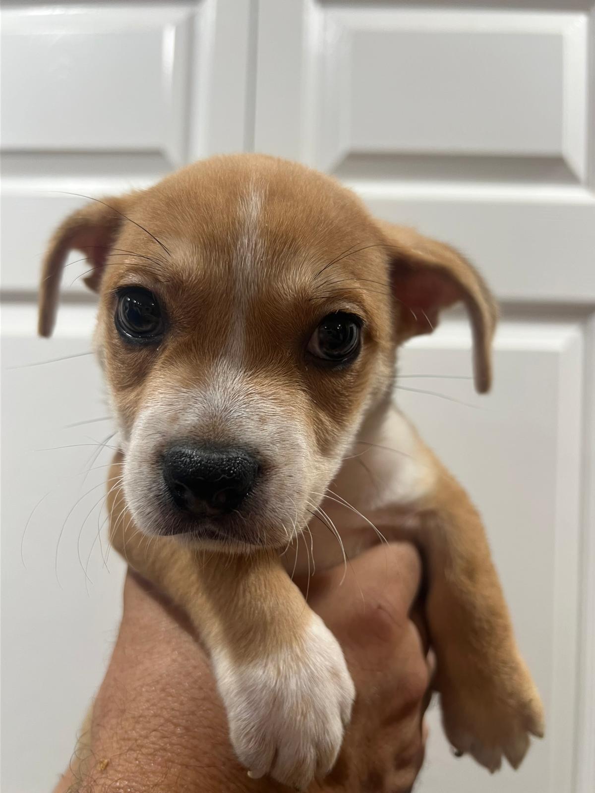 Enlarge NUGGET, a Adopted Terrier in Margate, FL image 3/3