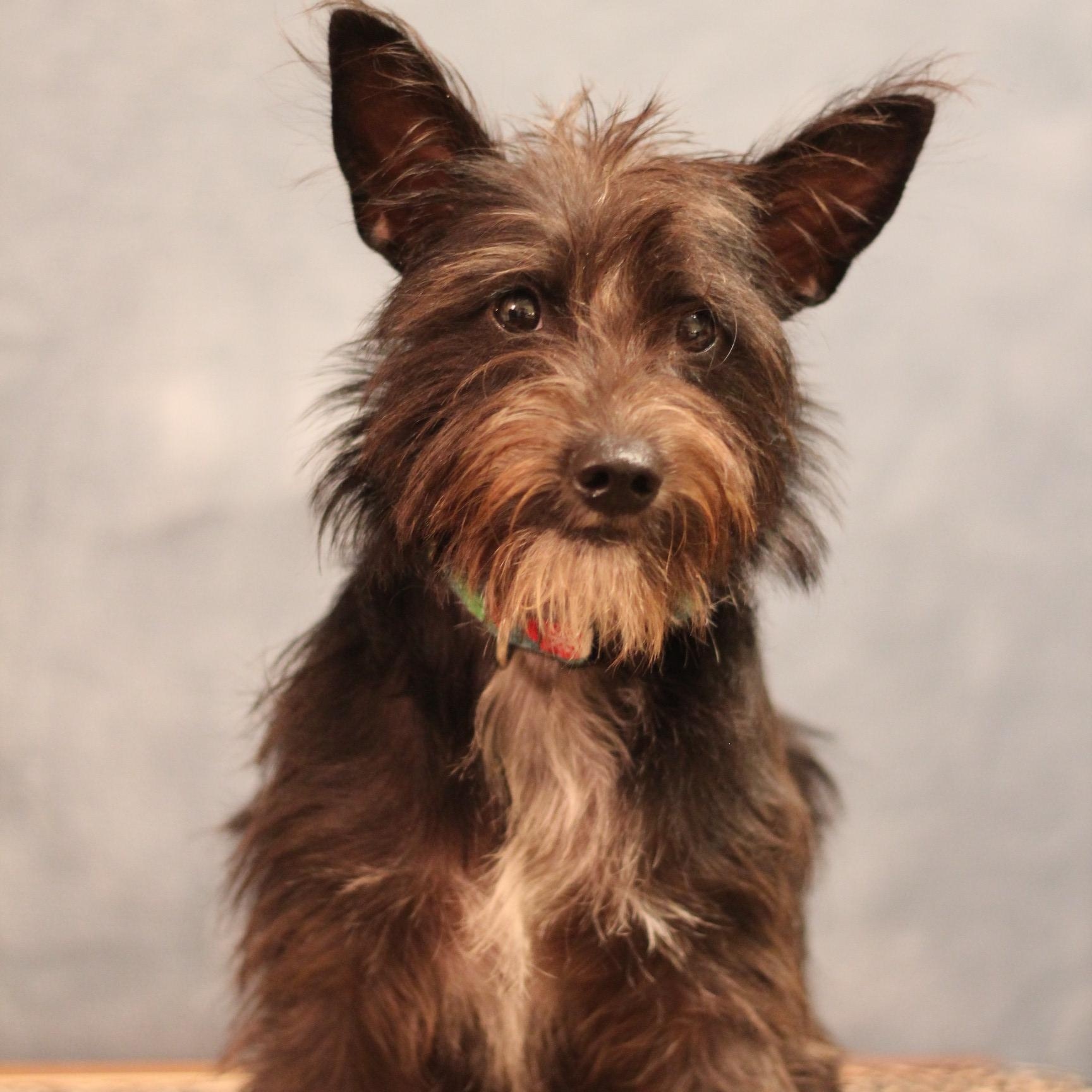 Poppy, adopted, Young Female Schnauzer.