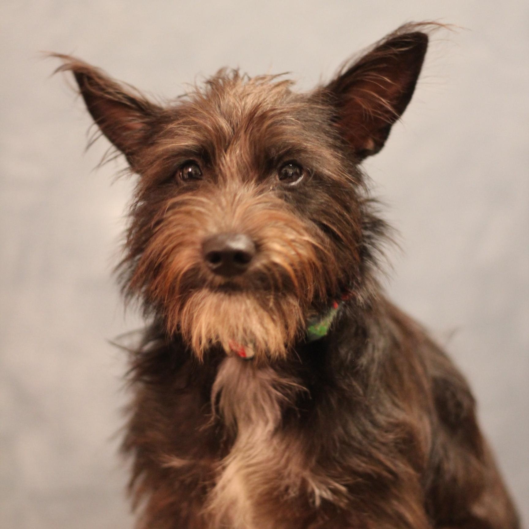 Poppy, an adopted mixed breed in Yukon, OK image 3/3
