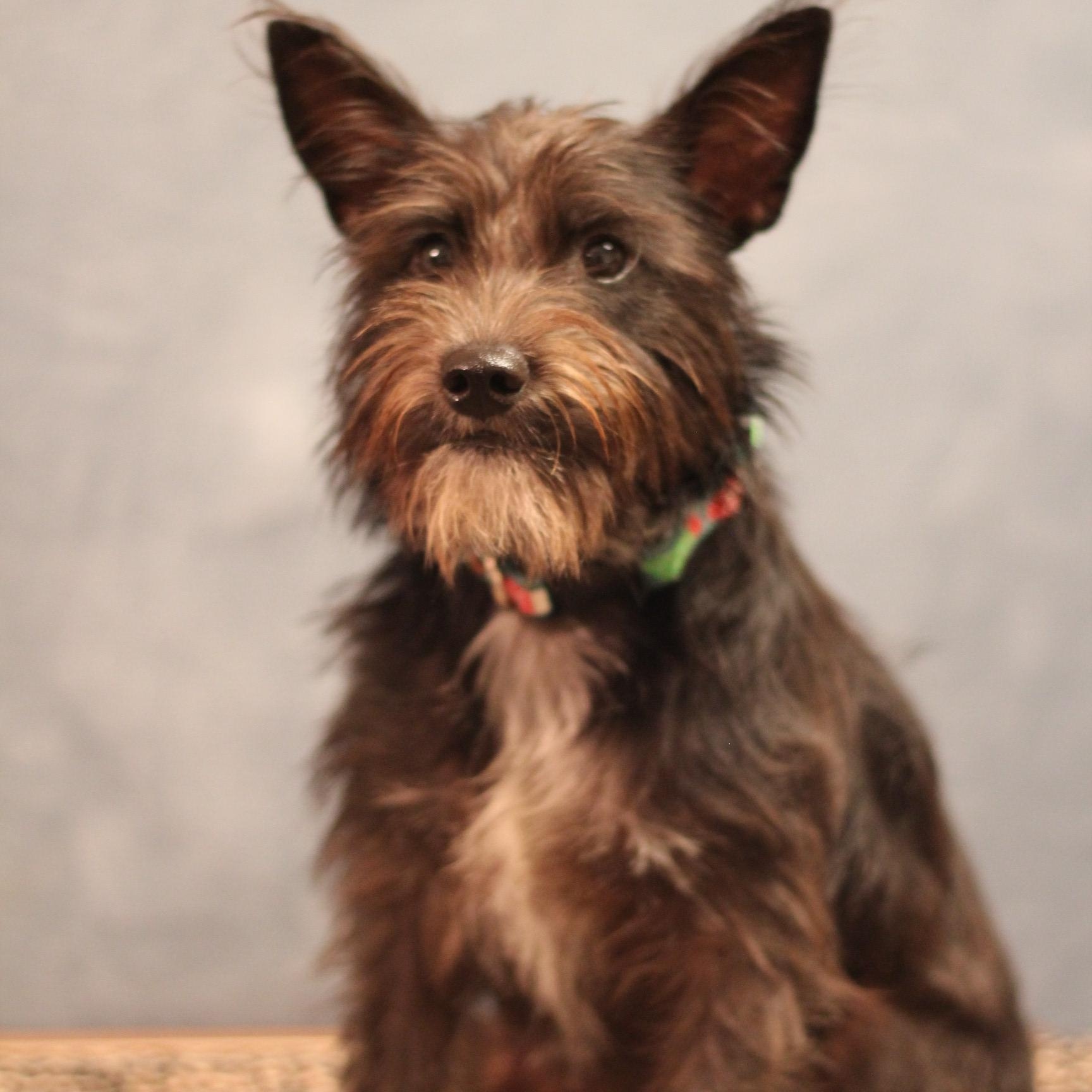 Poppy, an adopted mixed breed in Yukon, OK image 2/3