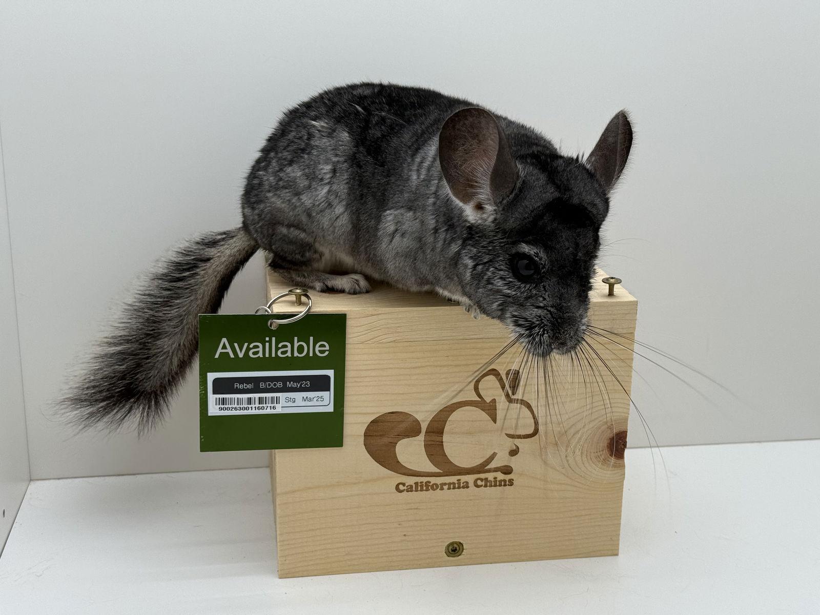 Rebel, Adoptable, Young Male Chinchilla.
