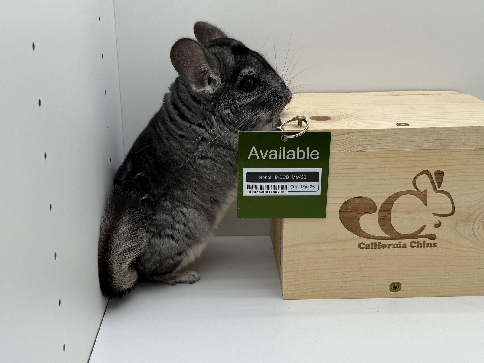 Enlarge Rebel, a Adoptable Chinchilla in Sunnyvale, CA image 2/3