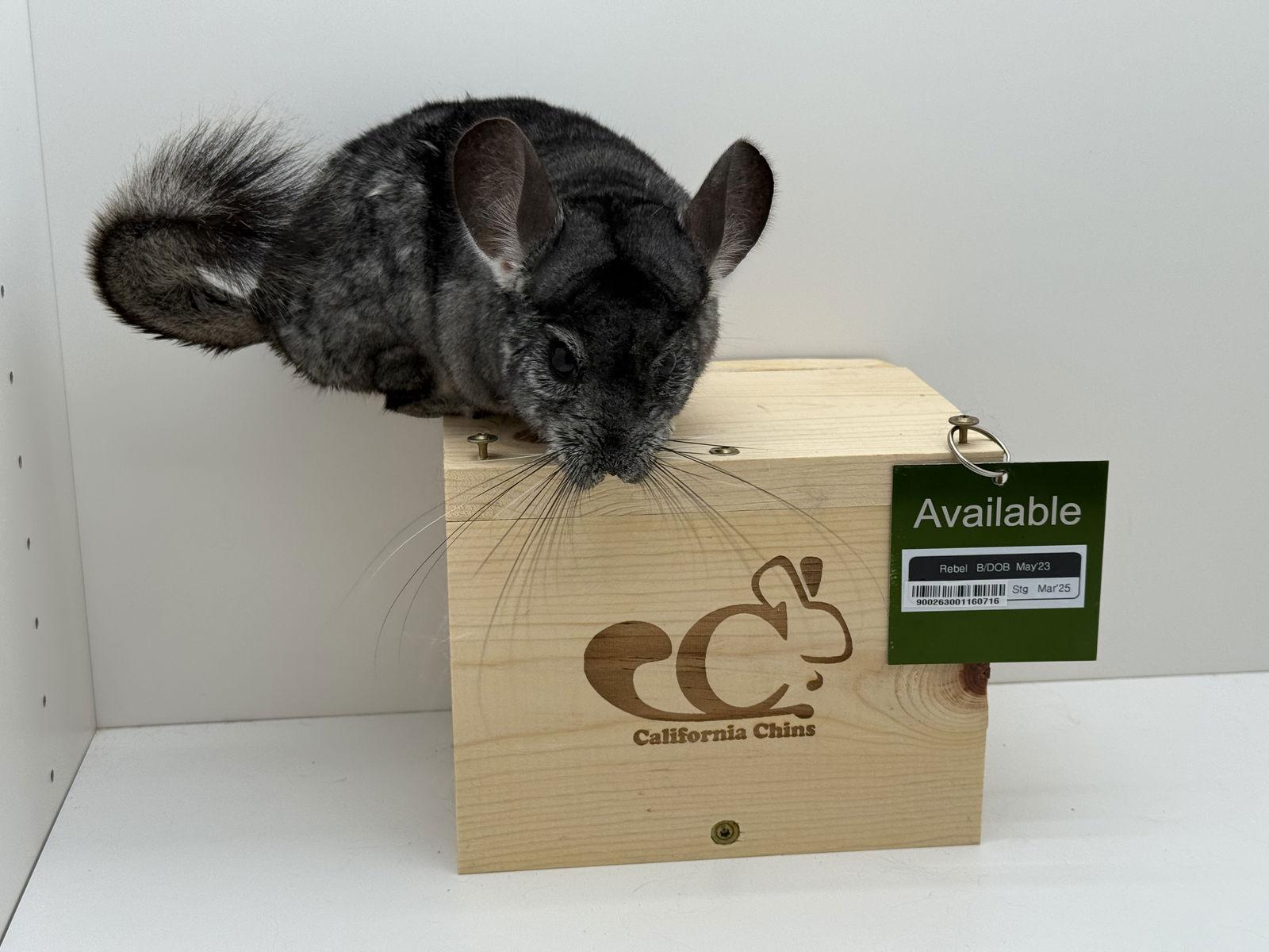 Enlarge Rebel, a Adoptable Chinchilla in Sunnyvale, CA image 3/3