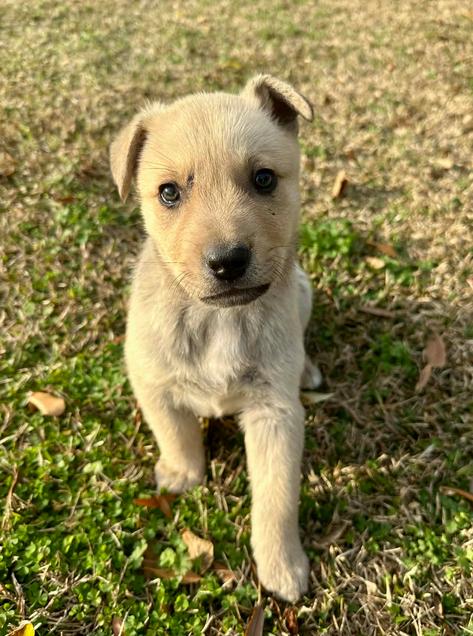 Frankie, a Adoptable mixed breed in Eutawville, SC image 1/5