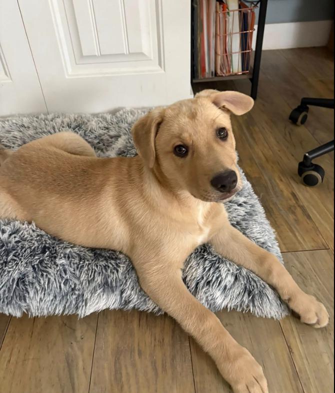 Enlarge Frankie, a Adoptable mixed breed in Eutawville, SC image 3/6