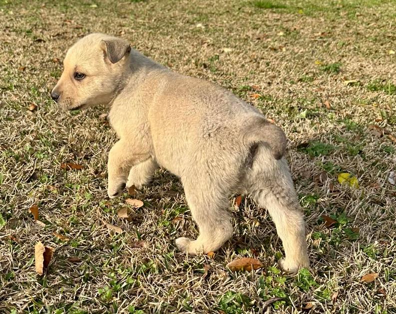 Frankie, a Adoptable mixed breed in Eutawville, SC image 5/5