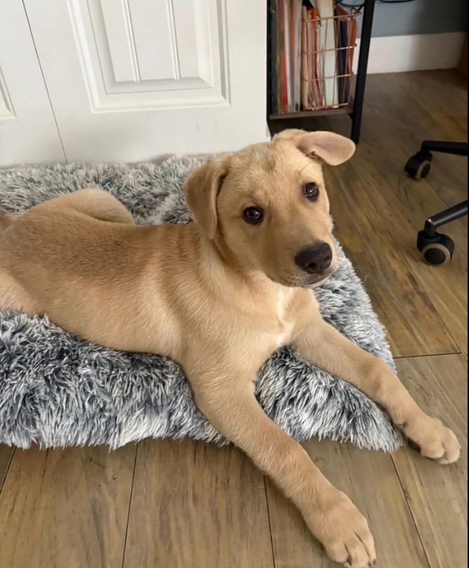 Enlarge Frankie, a Adoptable mixed breed in Eutawville, SC image 1/6