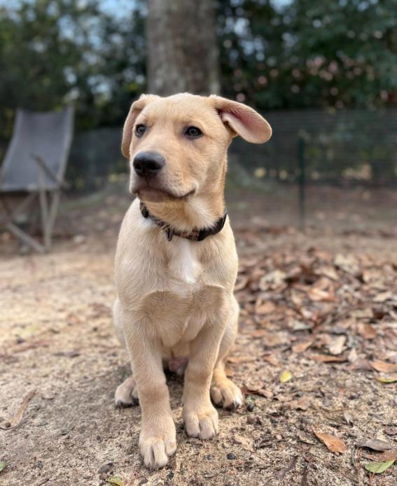 Enlarge Frankie, a Adoptable mixed breed in Eutawville, SC image 2/6