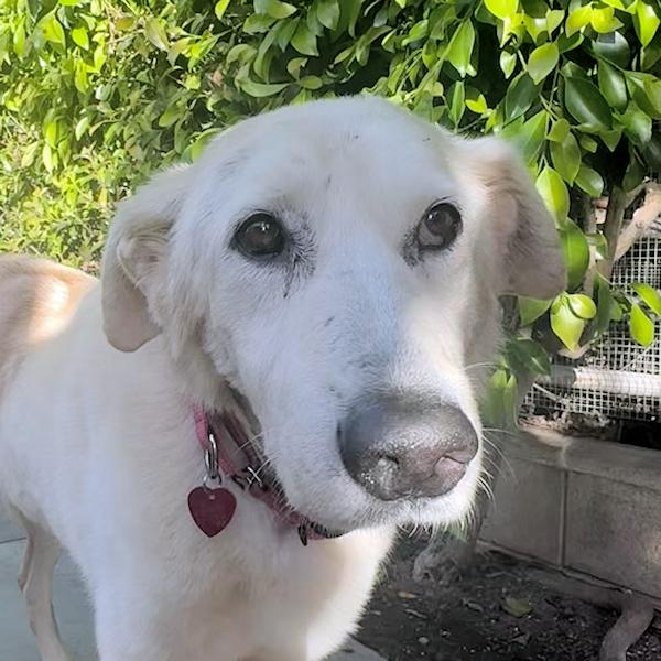 Enlarge Stella, a ADOPTABLE mixed breed in Los Angeles, CA image 1/6