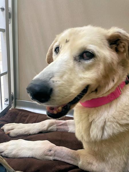 Enlarge Stella, a ADOPTABLE mixed breed in Los Angeles, CA image 3/6