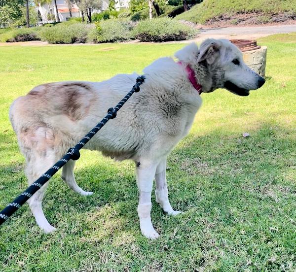 Enlarge Stella, a ADOPTABLE mixed breed in Los Angeles, CA image 4/6