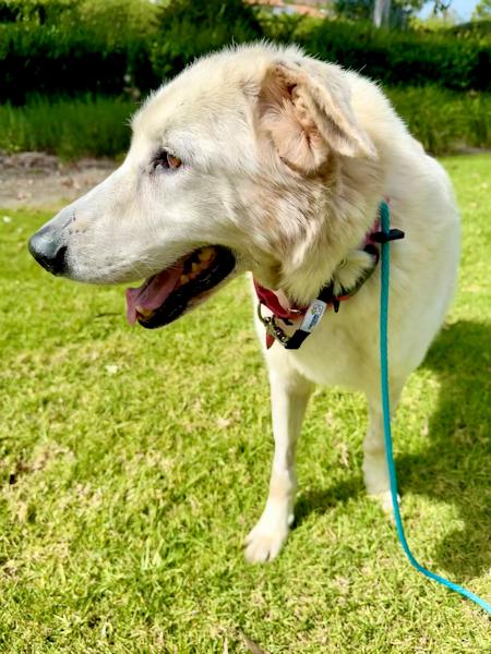 Enlarge Stella, a ADOPTABLE mixed breed in Los Angeles, CA image 2/6