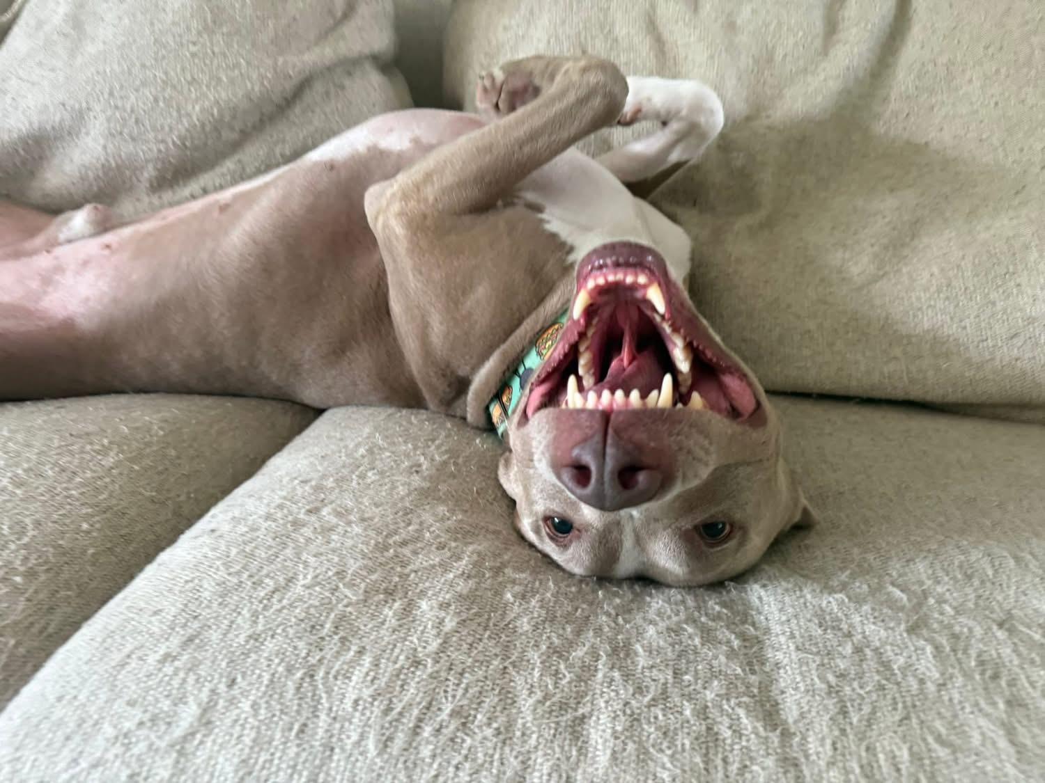 Theo, an adoptable Terrier, Pit Bull Terrier in Cleveland, OH, 44102 | Photo Image 3