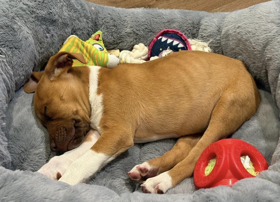 Enlarge Nikolai, a Adopted mixed breed in East Brunswick, NJ image 4/5