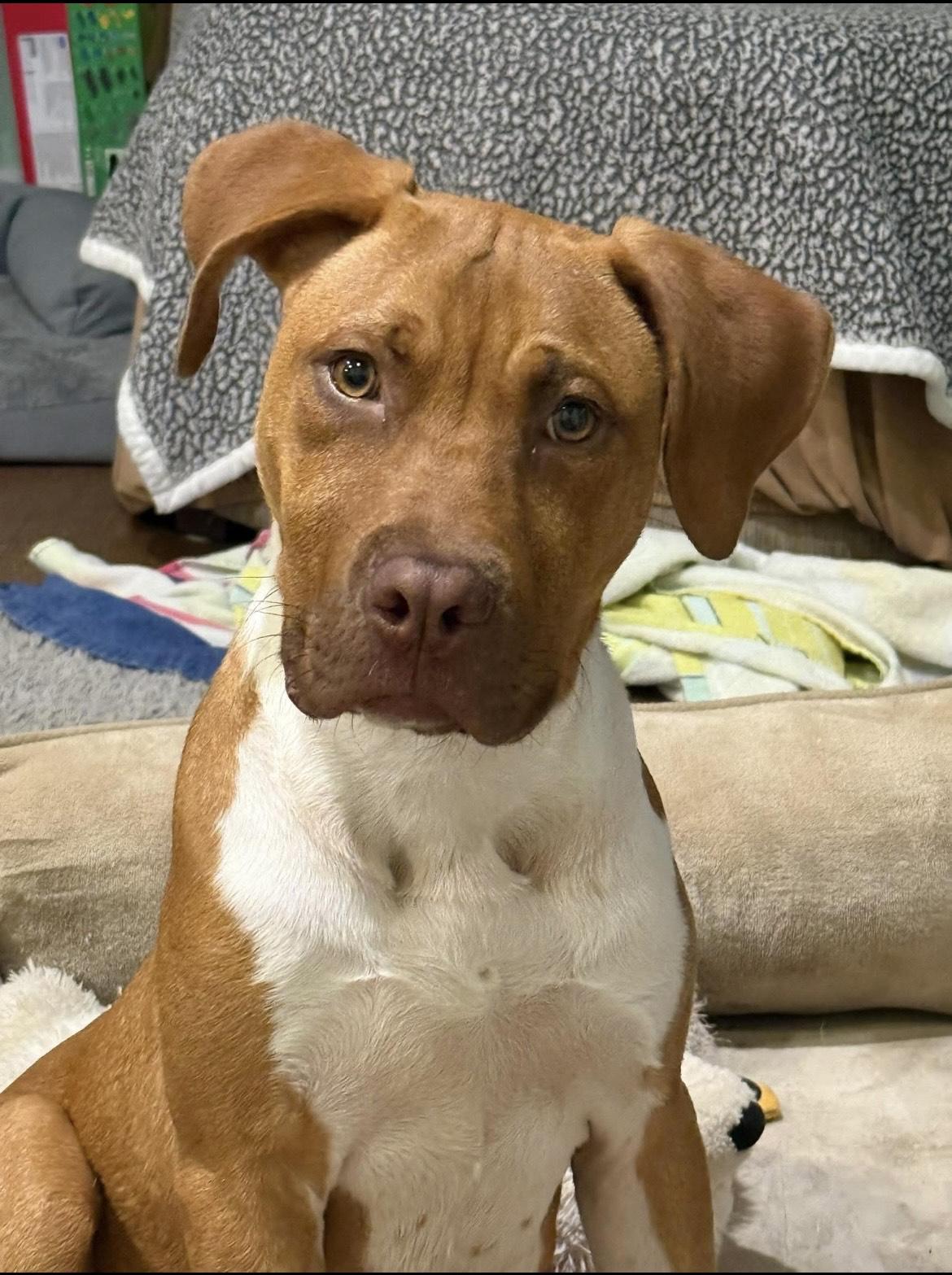 Enlarge Nikolai, a Adopted mixed breed in East Brunswick, NJ image 1/5