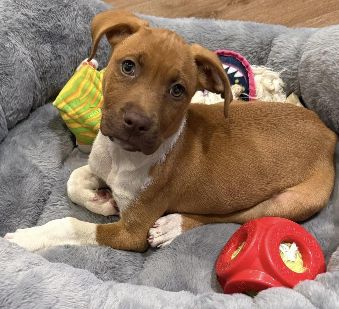 Enlarge Nikolai, a Adopted mixed breed in East Brunswick, NJ image 3/5