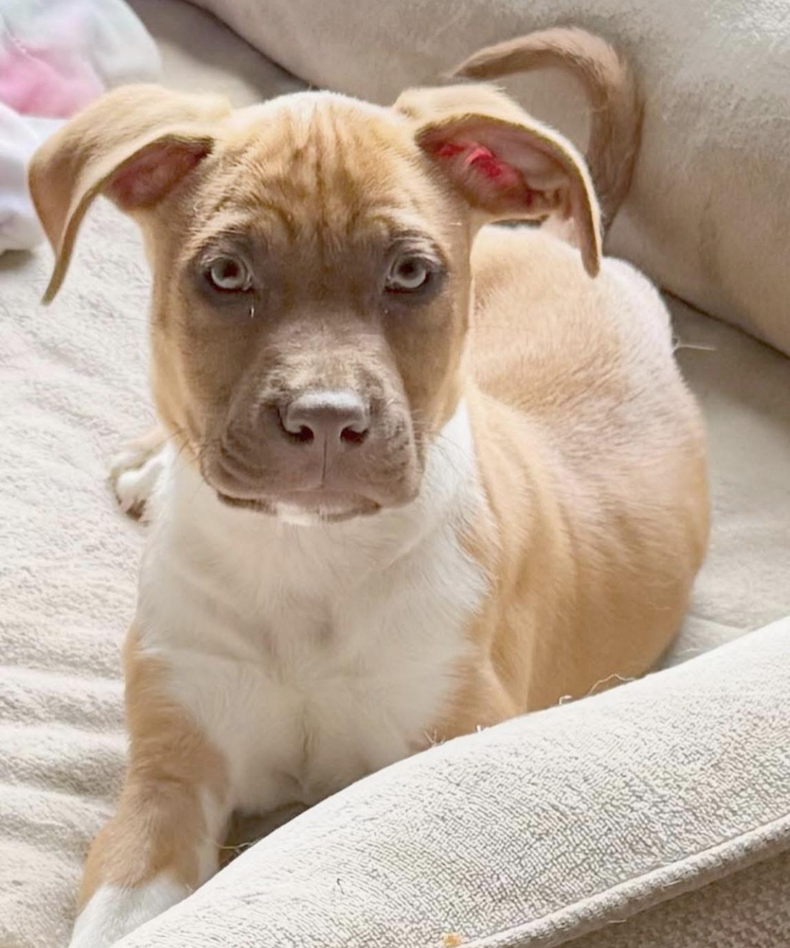 Enlarge Nikolai, a Adopted mixed breed in East Brunswick, NJ image 5/5