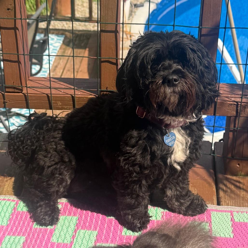 Jazzy, Adoptable, Adult Female Shih Tzu & Mixed Breed.
