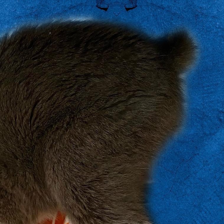 Skeeter thumbnail 2