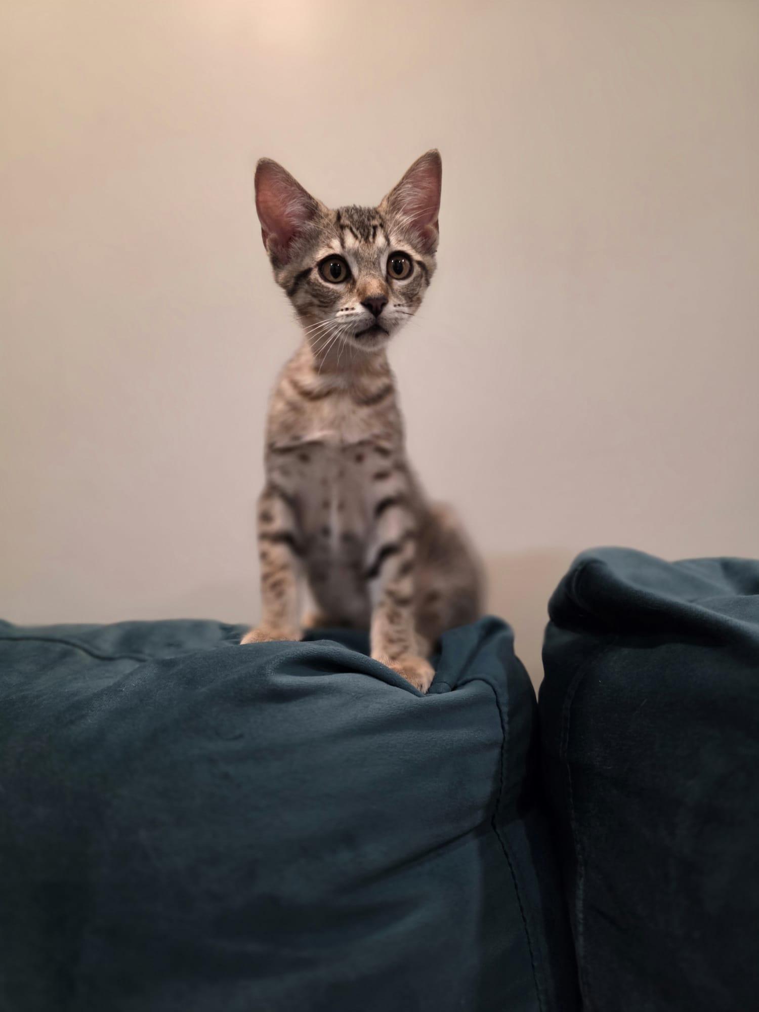 Nova, Adoptable, Kitten Female Oriental Tabby & Tabby.