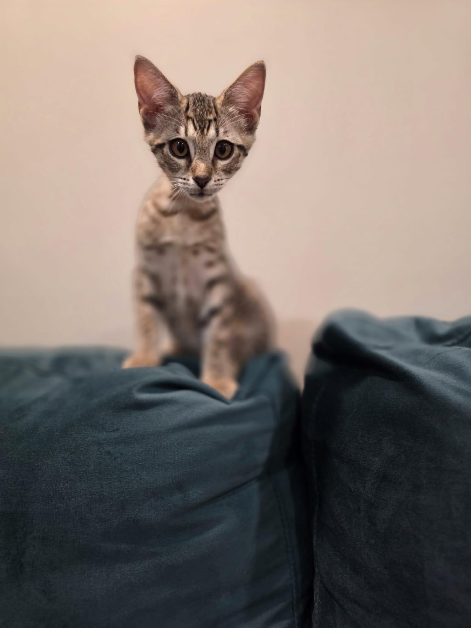 Enlarge Nova, a Adoptable mixed breed in Chattanooga, TN image 6/6